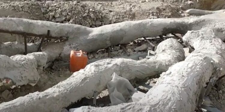 Απολιθωμένο δέντρο με κλαδιά, 20 εκατομμυρίων ετών