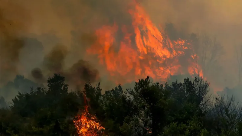 Οικολογία των δασικών πυρκαγιών