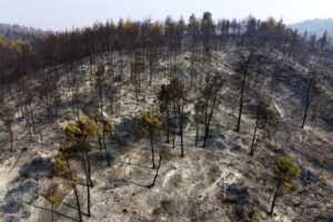 Η επίδραση των πυρκαγιών στην βιοποικιλότητα