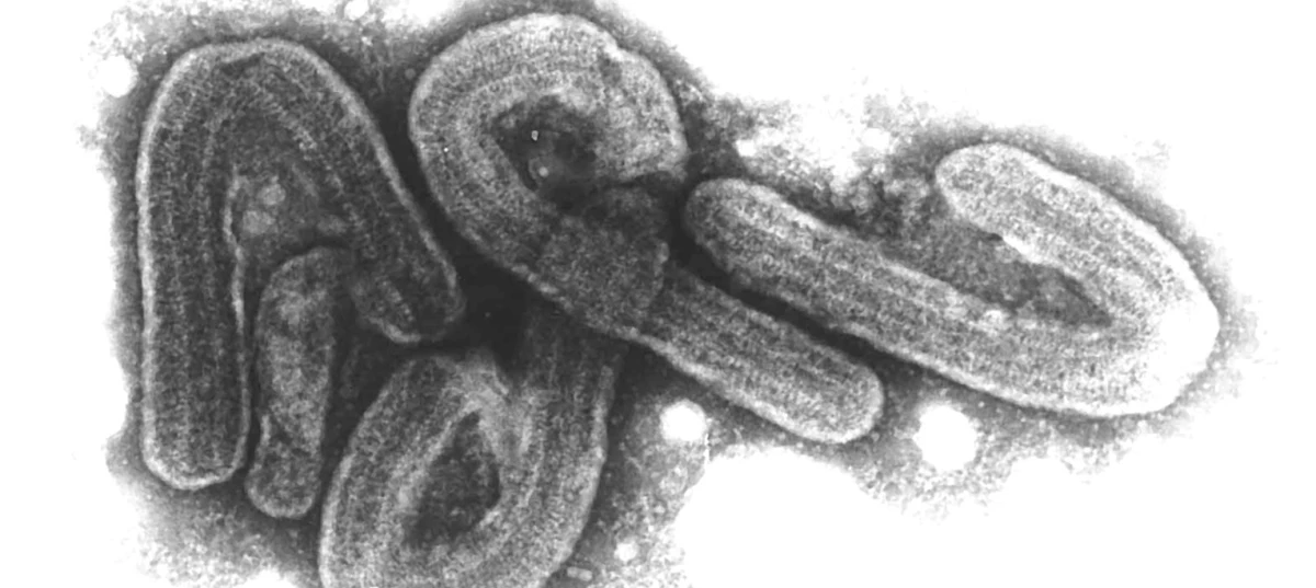 Ο ιός Μάρμουργκ στο μικροσκόπιο