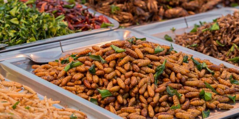 Εντομοφαγία